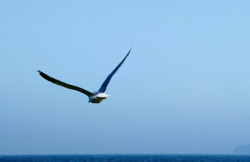 Eine fliegende Möwe von hinten vor blauem Himmel. Am unteren Rand ein dunkelblauer Streifen Meer.