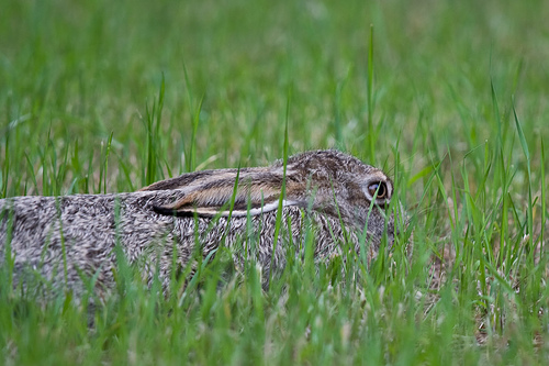 Hiding Hare, by Chealion, http://flickr.com/photos/chealion/708449702/